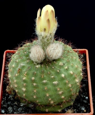 Frailea_perumbelicata